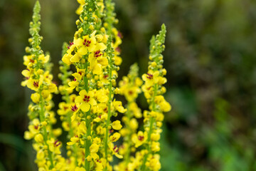 Verbascum thapsus