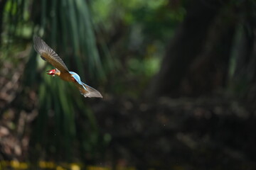 Common Kingfisher in a park in Thailand