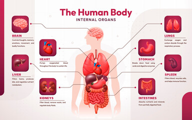 Realistic Human Body Anatomy Infography and Diagrams