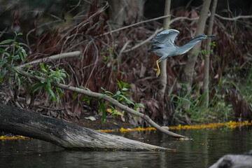 Green Egret in a public park in Thailand