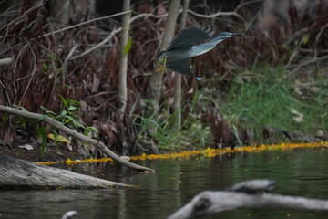 Green Egret in a public park in Thailand