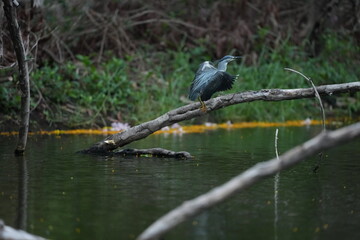 Green Egret in a public park in Thailand