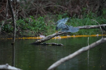Green Egret in a public park in Thailand