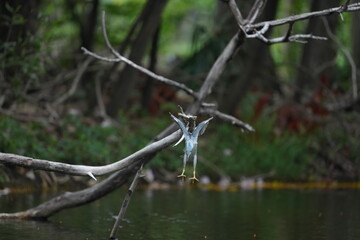 Green Egret in a public park in Thailand
