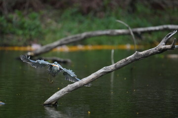 Green Egret in a public park in Thailand