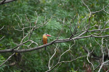 Common Kingfisher in a park in Thailand