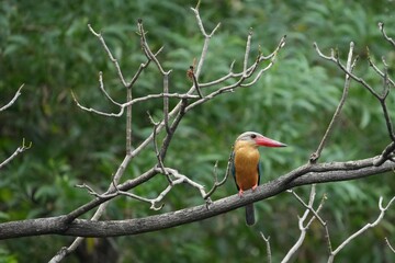 Common Kingfisher in a park in Thailand