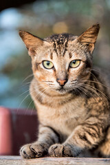 Curious Tabby Cat Glowing in Golden Sunset Light, Posing Beside Wooden Post