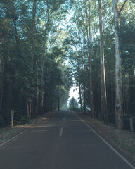 Forest covered road in Koraput, Odisha, India in November 2024....
