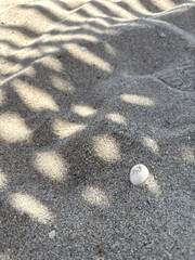 Palm leaf shadows on golden sand under midday sun. Clean tropical vibe, abstract beach texture, minimal vacation detail
