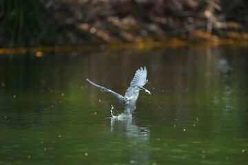 Green Egret in a public park in Thailand