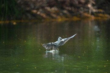 Green Egret in a public park in Thailand