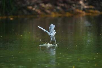Green Egret in a public park in Thailand
