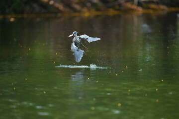 Green Egret in a public park in Thailand