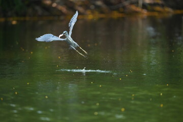 Green Egret in a public park in Thailand