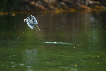 Green Egret in a public park in Thailand