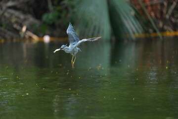 Green Egret in a public park in Thailand