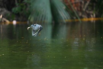 Green Egret in a public park in Thailand