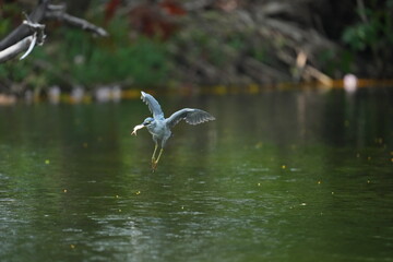 Green Egret in a public park in Thailand