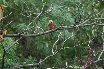 Common Kingfisher in a park in Thailand