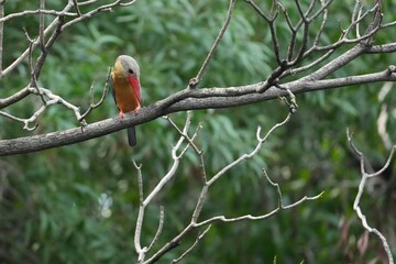 Common Kingfisher in a park in Thailand