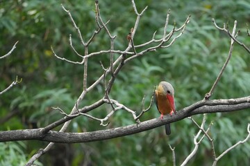 Common Kingfisher in a park in Thailand