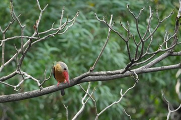 Common Kingfisher in a park in Thailand