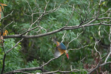 Common Kingfisher in a park in Thailand