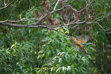 Common Kingfisher in a park in Thailand