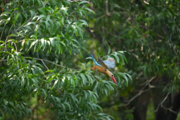 Common Kingfisher in a park in Thailand
