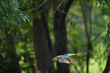 Common Kingfisher in a park in Thailand