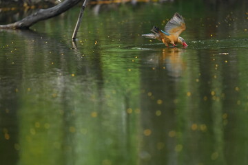 Common Kingfisher in a park in Thailand