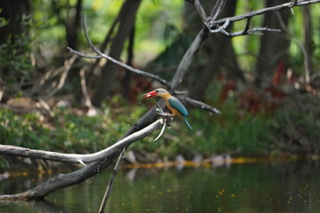 Common Kingfisher in a park in Thailand