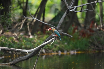 Common Kingfisher in a park in Thailand