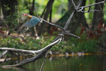 Common Kingfisher in a park in Thailand