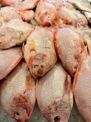 Freshly caught tilapia, glistening with a rosy hue, rests on ice, ready for its next adventure.