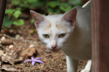 Close-up of a beautiful white cat with green eyes and a blurred background, shallow depth of field	