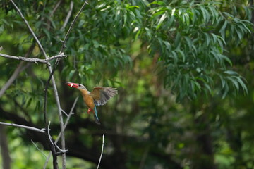 Common Kingfisher in a park in Thailand