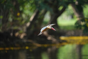 Common Kingfisher in a park in Thailand