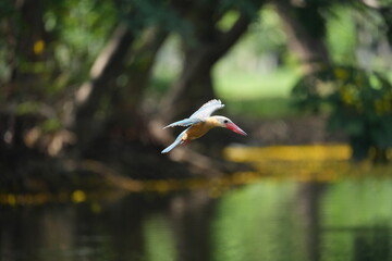 Common Kingfisher in a park in Thailand