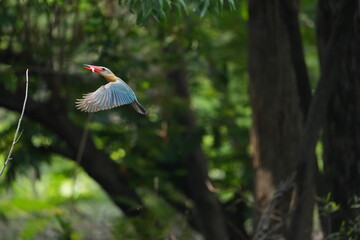 Common Kingfisher in a park in Thailand