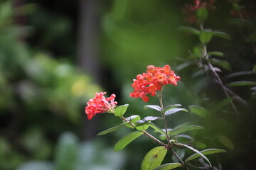 Close-up of a vibrant orange and red flower on a branch with lush green leaves and a blurred background