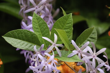 Blooming purple Petrea Volubilis vine, also known as the Queen's Wreath, with green leaves