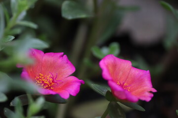 Close-up of vibrant pink Portulaca flowers with yellow stamens and green leaves