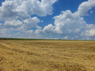 A large field of yellow grass
