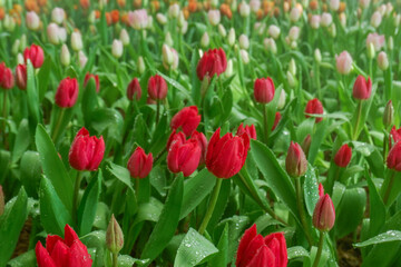 Fototapeta premium Colorful Tulips field in winter or spring,field of tulips in full bloom with various colors like pink, purple, yellow in the garden and pathway,tulip designs card.