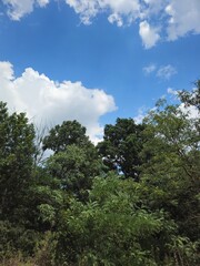 A group of trees with blue sky and clouds