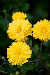 yellow chrysanthemum flowers