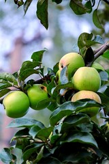 apples on tree