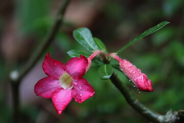 Close-up of a pink Adenium flower and bud covered in glistening water droplets after a rain shower